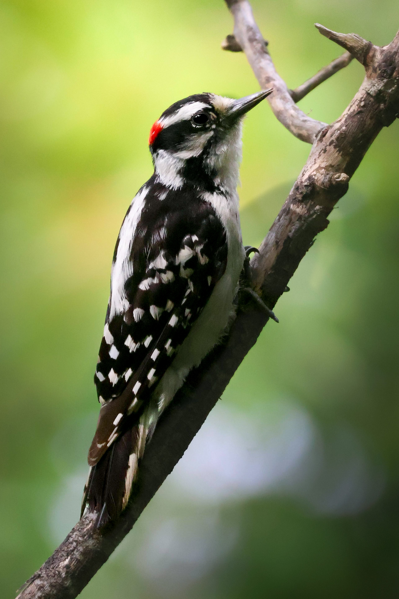 Woodpecker